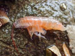 Ampeliscidae