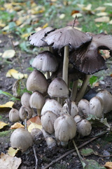 Coprinopsis atramentaria