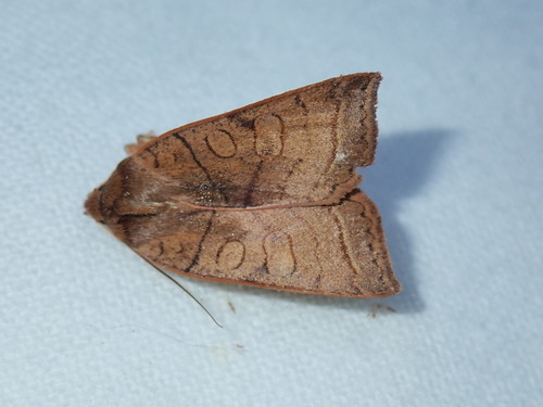 Pointed Sallow photo 2