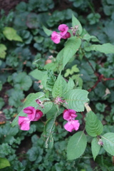 Impatiens glandulifera