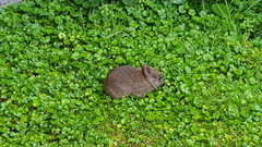 Sylvilagus andinus