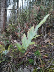 Phlebodium pseudoaureum