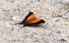 Marpesia furcula