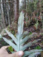 Phlebodium pseudoaureum