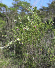 Lespedeza cyrtobotrya
