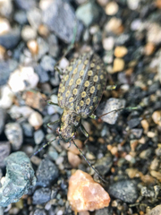 Opisthius richardsoni