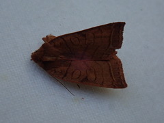 Epiglaea apiata