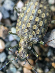 Opisthius richardsoni