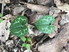 Hexastylis virginica