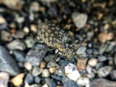 Opisthius richardsoni
