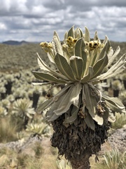 Espeletia pycnophylla