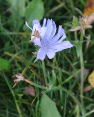 Cichorium intybus