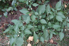 Solanum nigrum