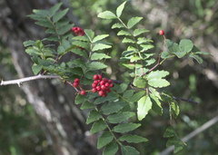 Zanthoxylum piperitum