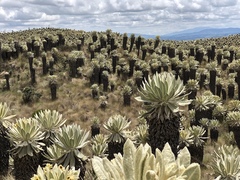 Espeletia pycnophylla