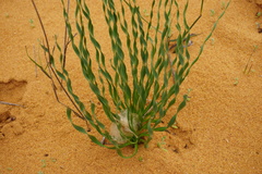 Gethyllis ciliaris
