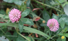 Trifolium pratense