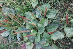 Plantago major