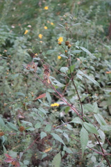 Bidens frondosa