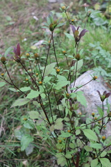 Bidens frondosa