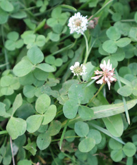 Trifolium repens