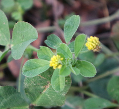 Medicago lupulina
