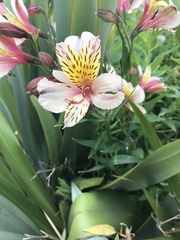 Alstroemeriaceae