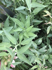 Alstroemeriaceae