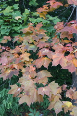 Acer platanoides