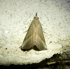 Hypena degesalis