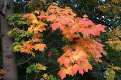 Acer platanoides