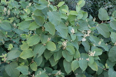 Reynoutria × bohemica