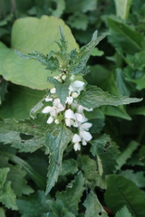 Lamium album