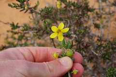 Roepera spinosa