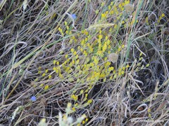Jasione sessiliflora
