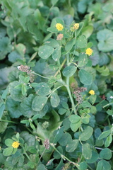Medicago lupulina