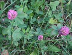 Trifolium pratense