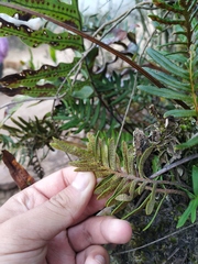 Pleopeltis orientalis