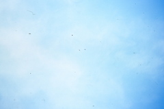 Rhynchopsitta terrisi