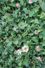Trifolium repens