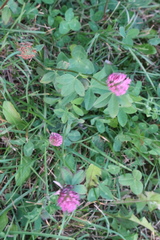 Trifolium pratense