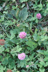 Trifolium pratense