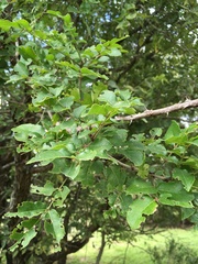 Zanthoxylum hirsutum