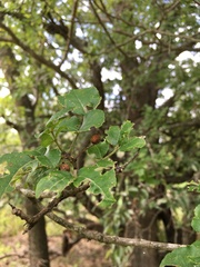 Zanthoxylum hirsutum