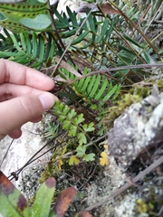 Asplenium praemorsum