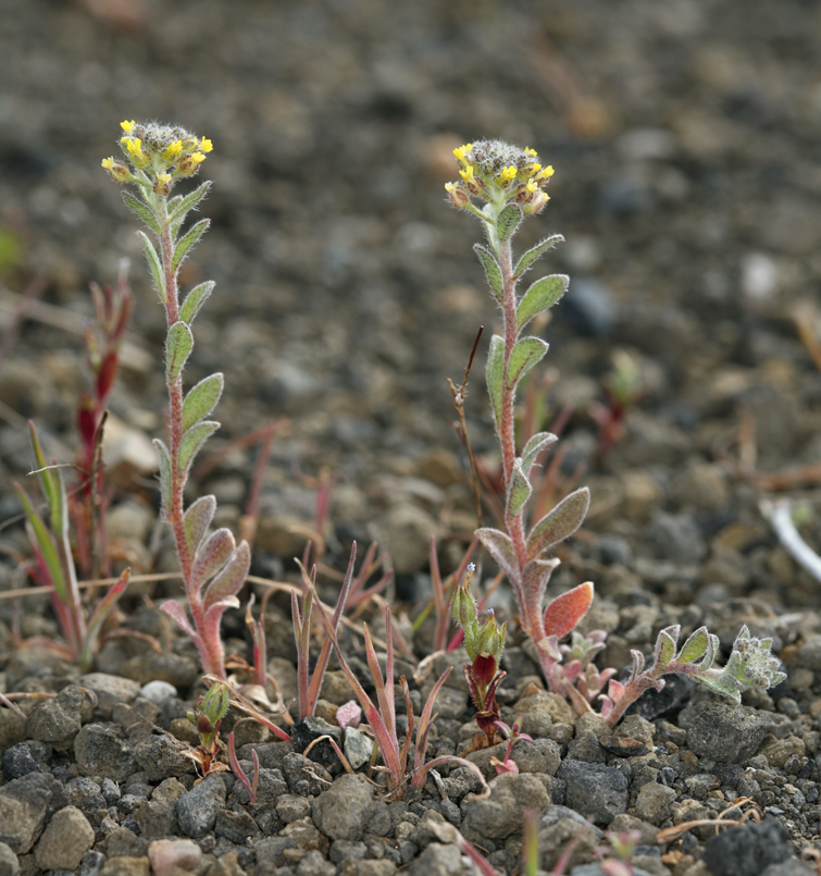 Alyssum