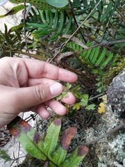 Asplenium praemorsum