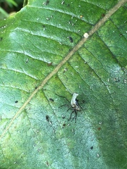 Oncopeltus fasciatus