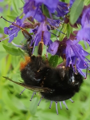 Bombus lapidarius