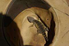 Pseudocordylus melanotus